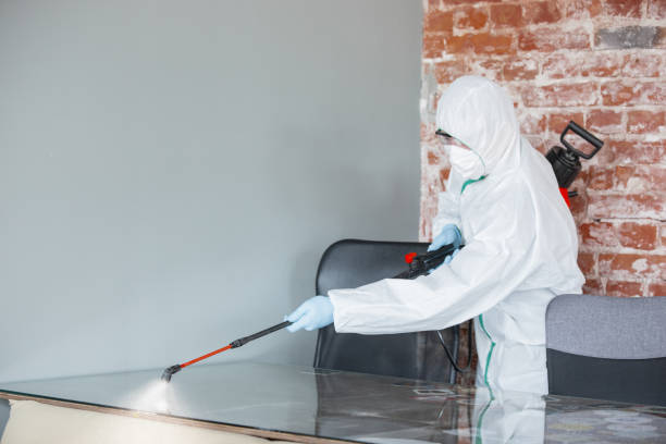 Best Mold Damage Restoration in USA